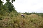 Veja drevesa smo odstranili z motorno ago (foto: S. Denik)