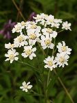Pehtranov rman (Achillea ptarmica) (foto: B. Bakan)