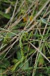 Konja s strino kosilnico pokoduje in pobije najmanj ivali- konjo sta preiveli tudi liinka bogomolke (Mantis religiosa) (foto: M.Podletnik)
