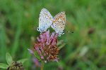 Navadni modrin (Polyommatus icarus) (foto: M.Podletnik)