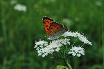 Samica movirskega cekinka (Lycaena dispar) se spreletava po letos koenih vlanih travnikih (foto: M.Podletnik)