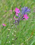 V vetru sta se objela čudovita deltasti nageljček (Dianthus deltoides) in čopasta hrušica (Muscari comosum), vrsti, ki ju najdemo samo na  negnojenih travnikih in robovih (foto: S.Škornik)