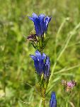 Movirski svi (Gentiana pneumonanthe) (foto: B. Bakan)