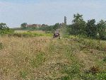 Travniki z zlato rozgo v Markovcih (foto: M.Fujs)