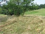 Travna krma v Markovcih med suenjem (foto: M.Fujs)