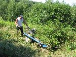 V Neradnovcih se tevilni travniki zaraajo z grmovnicami in mladikami dreves (foto: M.Fujs)