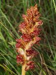 Nečni pojalnik (Orobanche gracilis): Na Goričkih travnikih smo naleteli tudi na ne preveč pogoste rastlinske zajedalke v tem delu Slovenije (foto: B.Bakan)