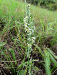 Zavita krbica (Spiranthes spiralis) (foto: B. Bakan)