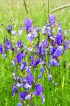 Sibirska perunika (Iris sibirica) na močvirskem travniku (foto: S.Škornik)