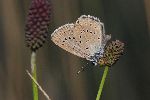 Straniin mravljiar (Phengaris teleius) (foto: K. Malai)