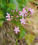 Navadna taventroa (Centaurium erithraea) (foto: M. Podletnik)