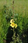 Grozdasti lunik (Verbascum blattaria) (foto: M. Podletnik)