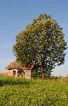 Z velikih in posami rastoih dreves radi prepevajo skoviki (foto: M. Podletnik)