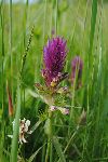 rnilec (Melampyrum spp.) (foto: M.Podletnik)