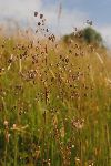 Quaking-grass (photo by: M.Podletnik)