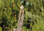 Couple of Red-backed Shrike (foto:M.Podletnik)