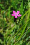 Maiden Pink (photo by: M.Podletnik)
