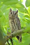 Scops owl (foto: K.Malai)