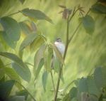 Sedge Warbler (foto: G.Domanjko)
