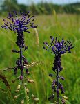 Tassel Hyacinth (photo by: M.Podletnik)