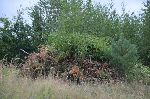 Eden izmed kupov odstranjene lesne biomase (foto: S. Denik)