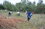 enski del kolektiva JZ KPG je odstranjeval lesne mladike in tore vejih dreves (foto: G.Domanjko)