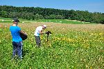 Na film je bila ujeta tudi lepotica vlanih travnikov- rumena maslenica (foto: G.Domanjko)