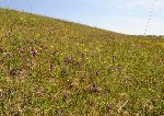 Spomladi na suhih travnikih zacvetijo tevilne kukavice (foto: M.Podletnik)