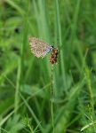 Straniin mravljiar - redka vrsta metulja (foto: G. Domanjko)