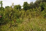 Povrina travnika ni bila koena in vzdrevana e 10 let (foto: M.Podletnik)