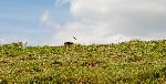 Storks prefer mown meadows (photo: M.Podletnik)