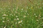 Blossoming meadow  (photo: G.Domanjko)
