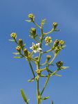 Navadna lanika (Thesium linophyllon): Dokaj pogosta rastlinska polzajedalka polsuh travišč (foto: B. Bakan)