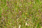 Trava navadna migalica (Briza media) je dobra pokazateljica zmerno gojenih polsuhih travnikov z visoko pestrostjo vrst (foto: S.Škornik)