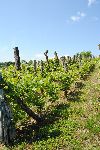 Ekstenzivni vinograd (foto: M.Podletnik)
