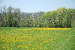 mokrotni travnik z ripečo zlatico in mejico (foto: S.Dešnik)