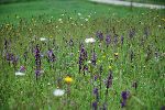 travnik s travniškimi orhidejami, kukavicami (foto: S.Dešnik)