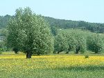mokrotni travnik z glavatimi vrbami (foto: S.Dešnik)